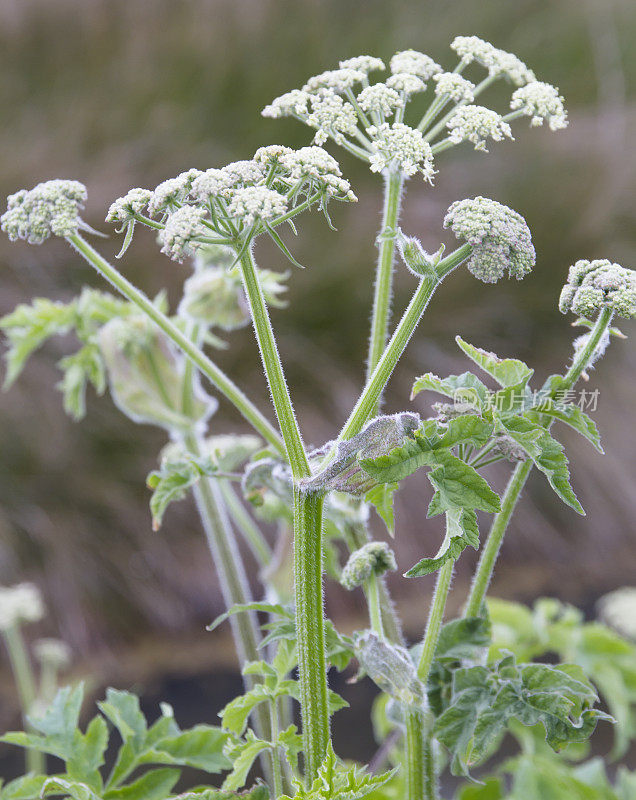 大猪草(Heracleum sphondylium)